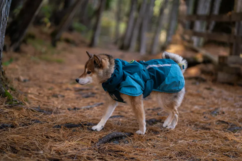 Glacier Jacket 3.0 Hundjacka Turkos 60