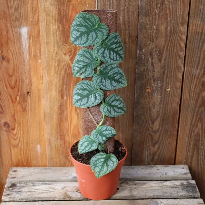 Monstera dubia