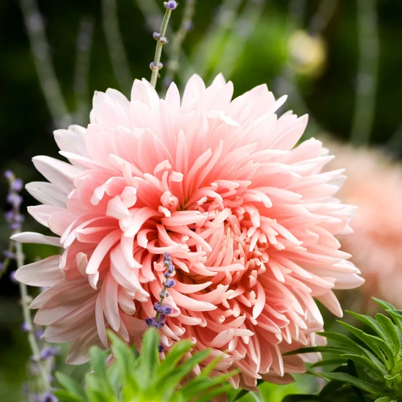 Aster, Sommar-, King Size Apricot - Callistephus chinensis King Size Apricot
