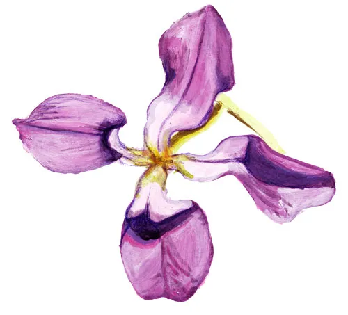 Lövkoja, Grekisk - Matthiola longipetala ssp. bicornis