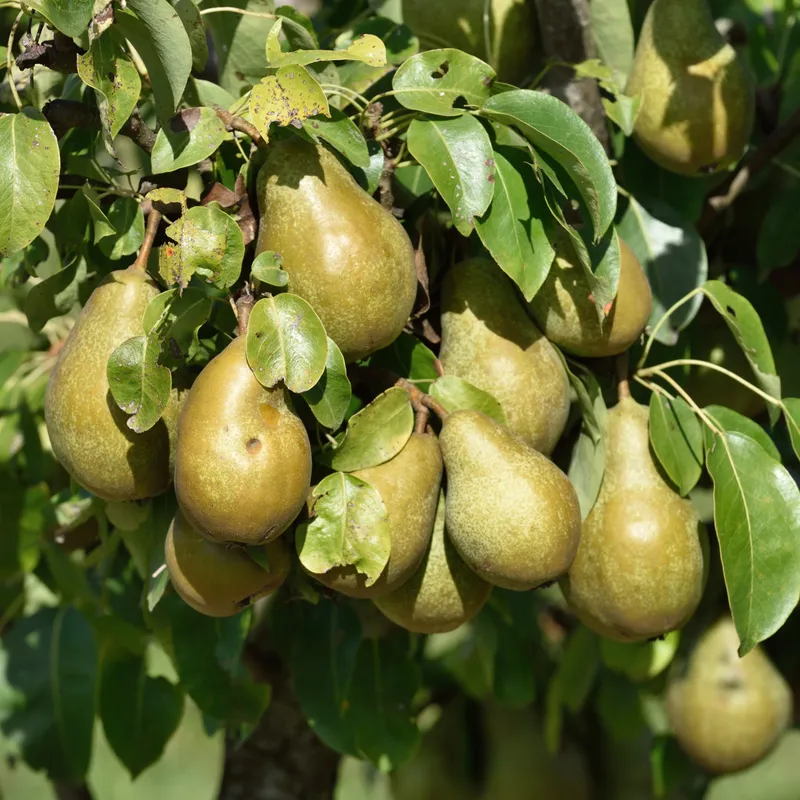 Päron - Pyrus communis Anna (Storlek: stam P. com 2 års co)