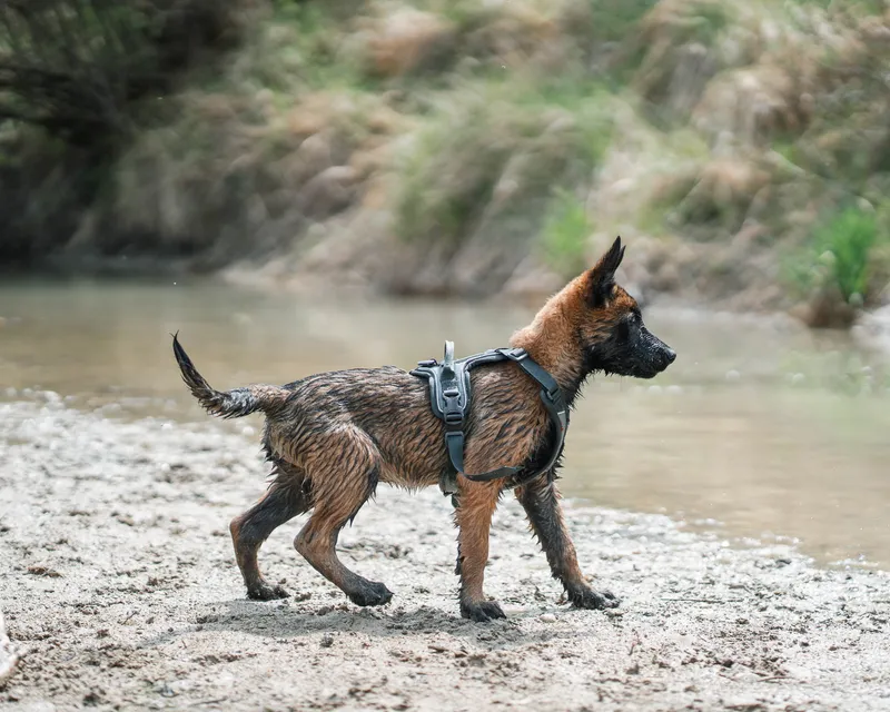 Non-stop Dogwear Ramble Harness Orange