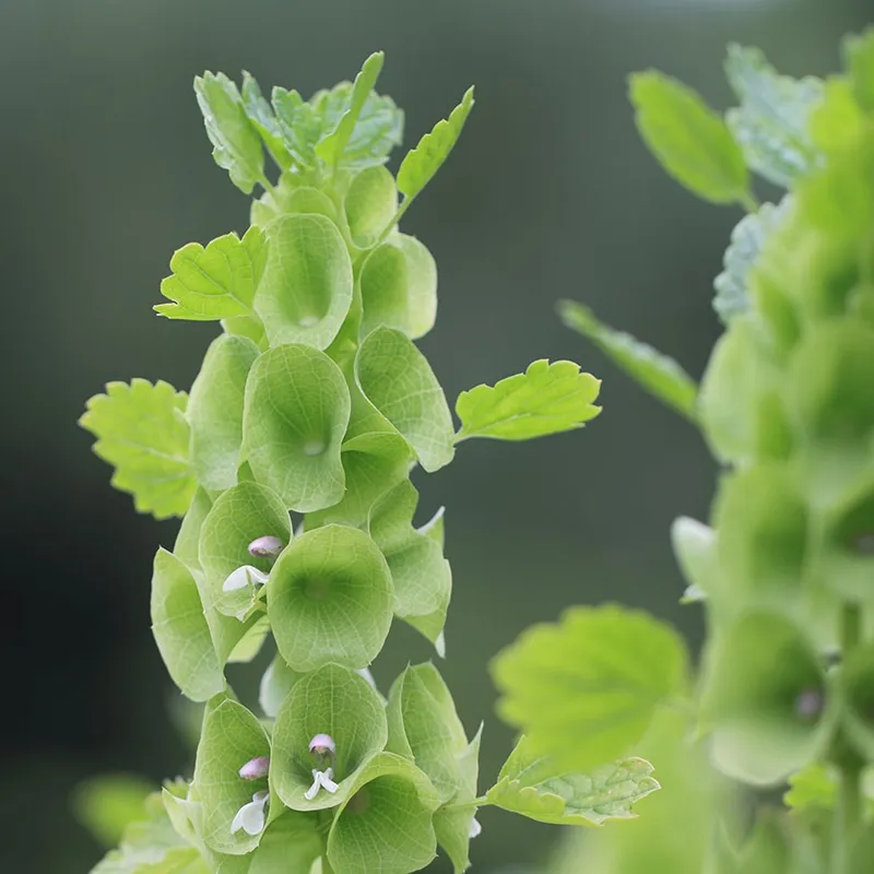 Musselsyska - Moluccella laevis