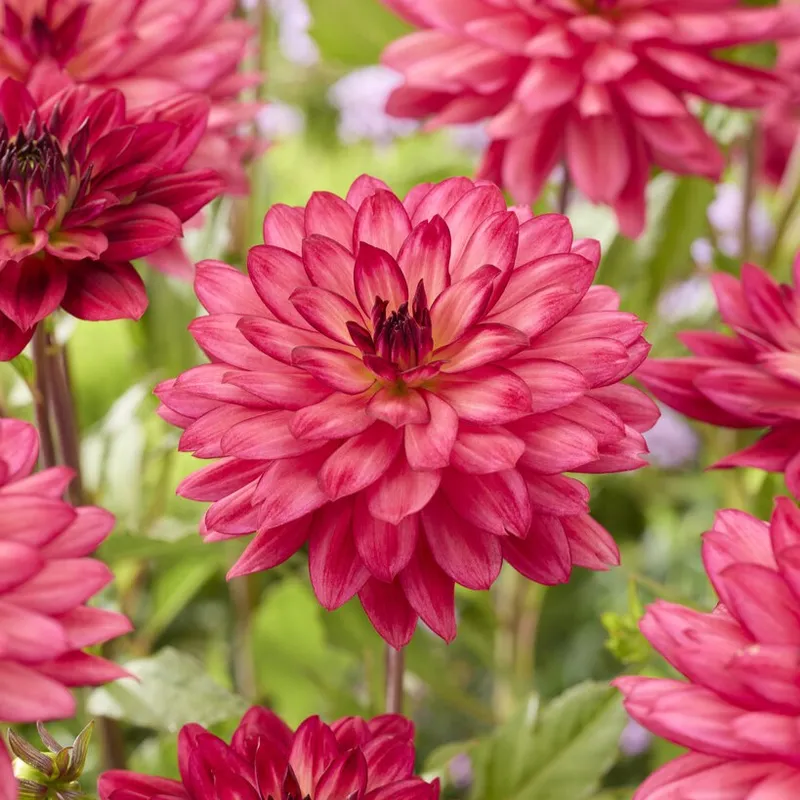 Dahlia Dekorativ Ocean of Love 1st - Dahlia x pinnata Ocean of Love