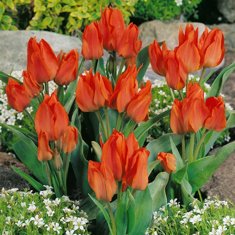 Påfågelstulpan 10st – Tulipa greigii Orange Toronto