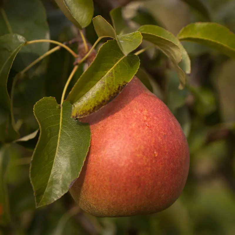 Päron – Pyrus communis Doyenné du Comice E (Storlek: stam P. com 2 års co)