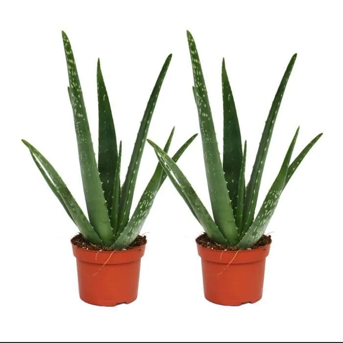 Pack om 2 – Aloe vera – ca. 2 år – 10,5 cm kruka