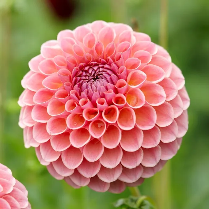 Dahlia Boll Jowey Winnie 1st – Dahlia x pinnata Jowey Winnie