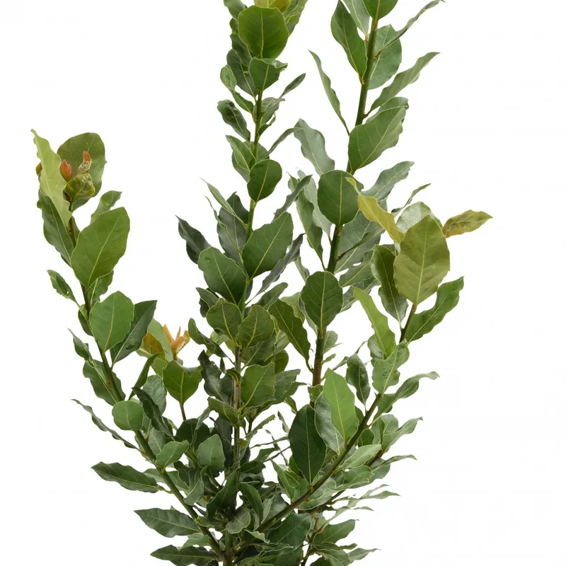 Lagerblad, Stickling 3-pack – Laurus nobilis Durabello