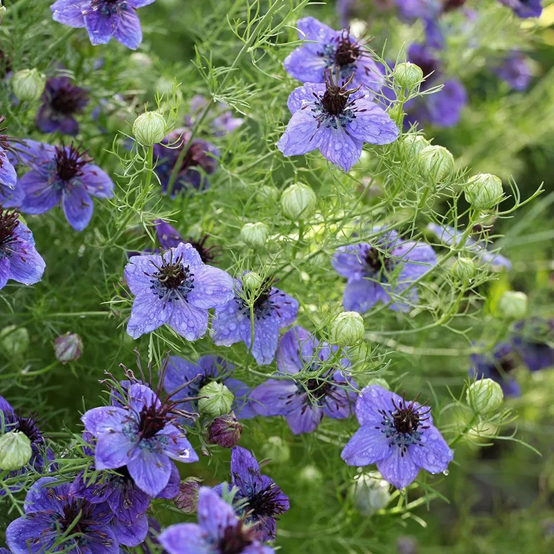 Spanska Jungfrun Midnight – Nigella hispanica Midnight