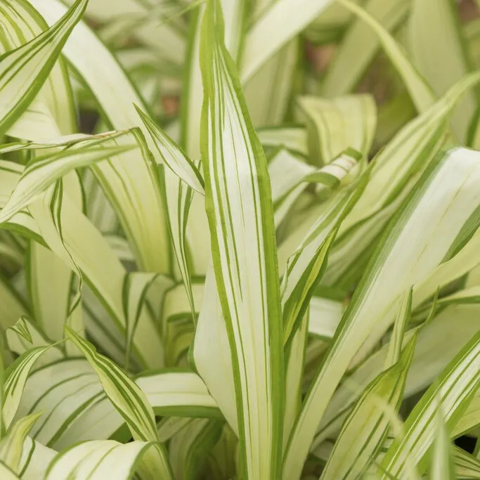 Kinesisk Kämpestarr - Carex siderosticha Shiro (Krukstorlek: 2,5L)