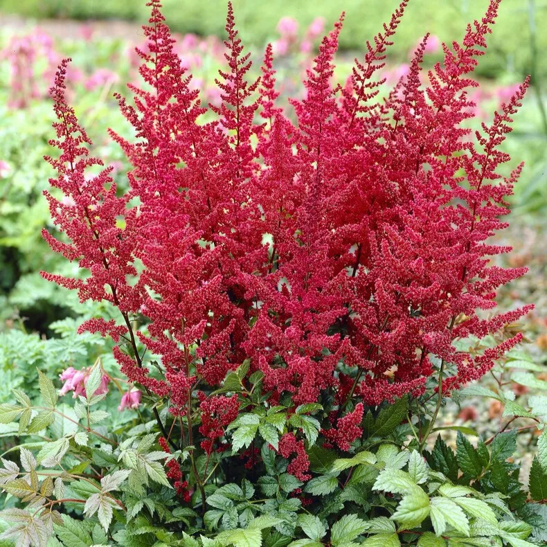 Astilbe Röd 1st - Astillbe arendsii