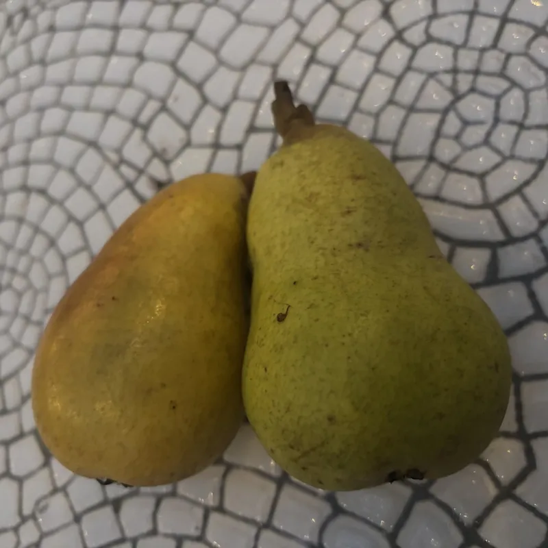 Päron Låg Stam - Pyrus communis Moskovskaja (Moskvas Päron) (Storlek: stam Pyrodwarf 2 års co)