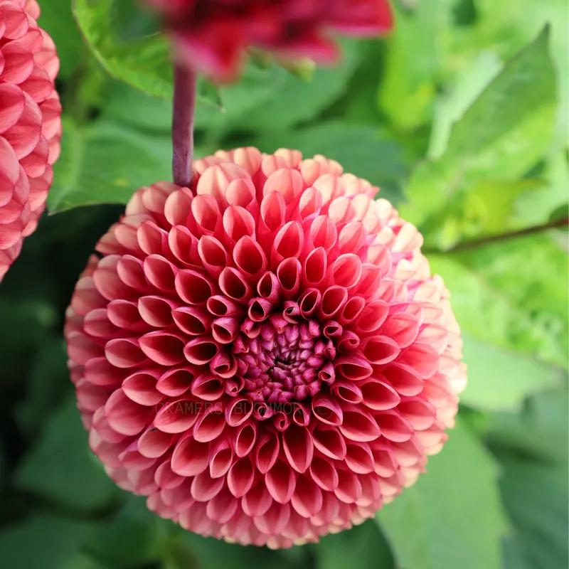 Dahlia Boll Copper Boy 1st – Dahlia x pinnata Copper Boy