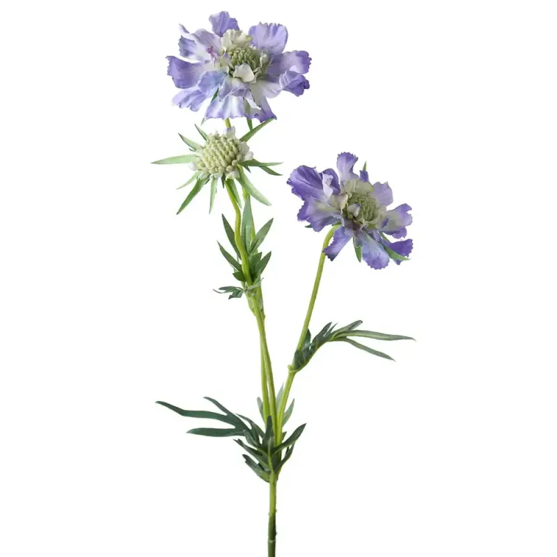 Mr Plant, Scabiosa Snittblomma 70 cm Blå
