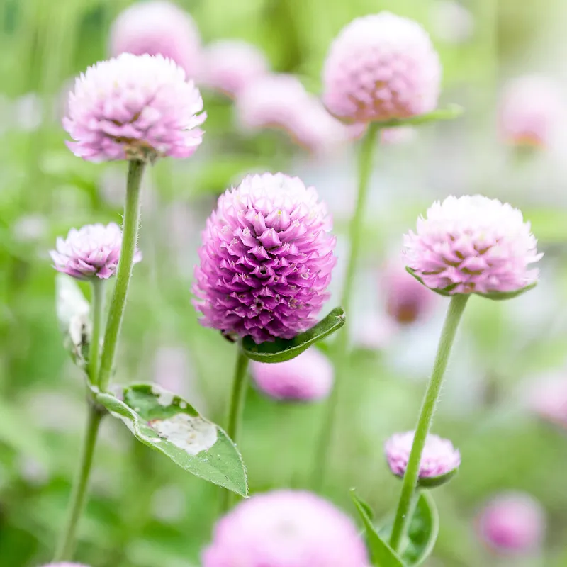 Klotamarant Rose - Gomphrena globosa Rose