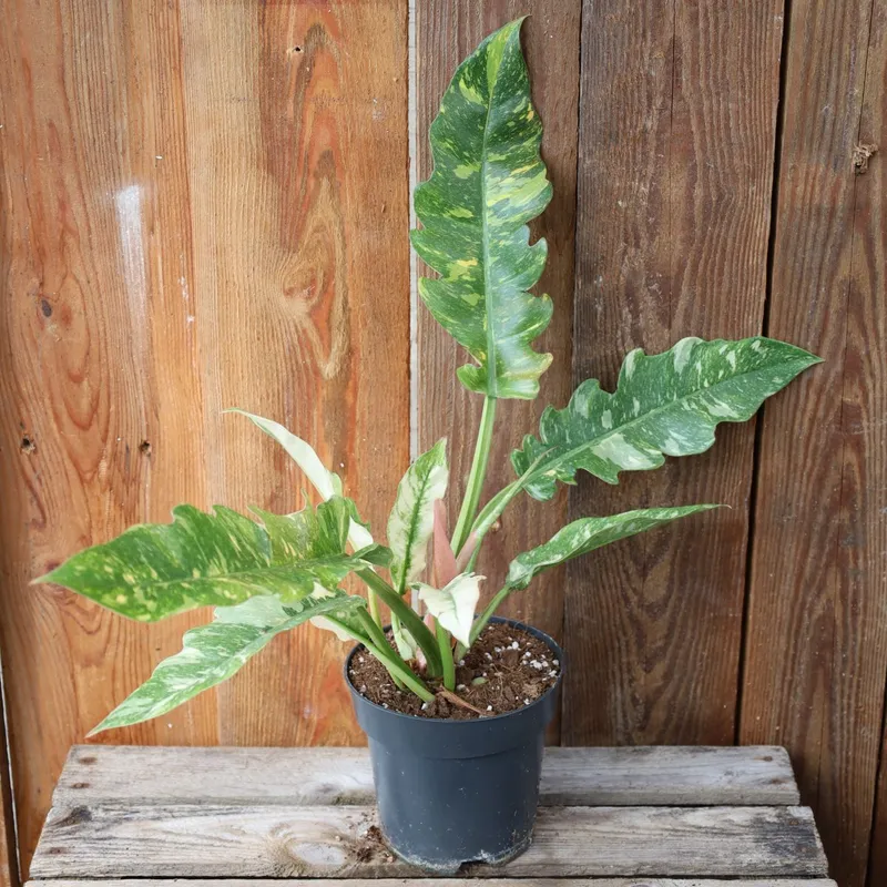 Philodendron Ring of Fire – 12cm (Krukstorlek: 12cm)