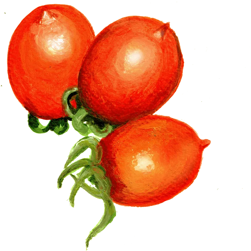 Körsbärstomat Ruthje – Solanum lycopersicum Ruthje