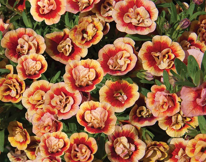 Småpetunia, Million Bells, Stickling 3-pack – Calibrachoa MiniFamous ® Neo Double Orangetastic