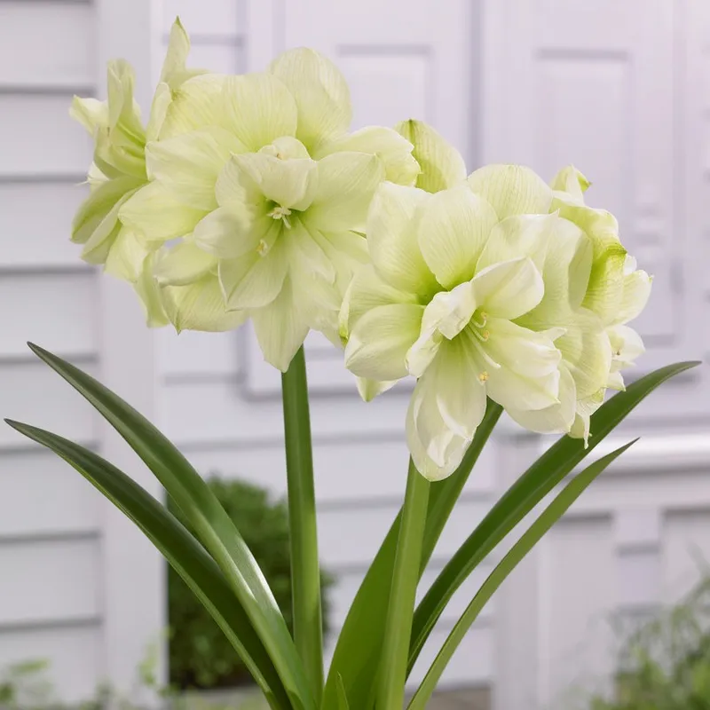Amaryllis - Hippeastrum Marilyn ®