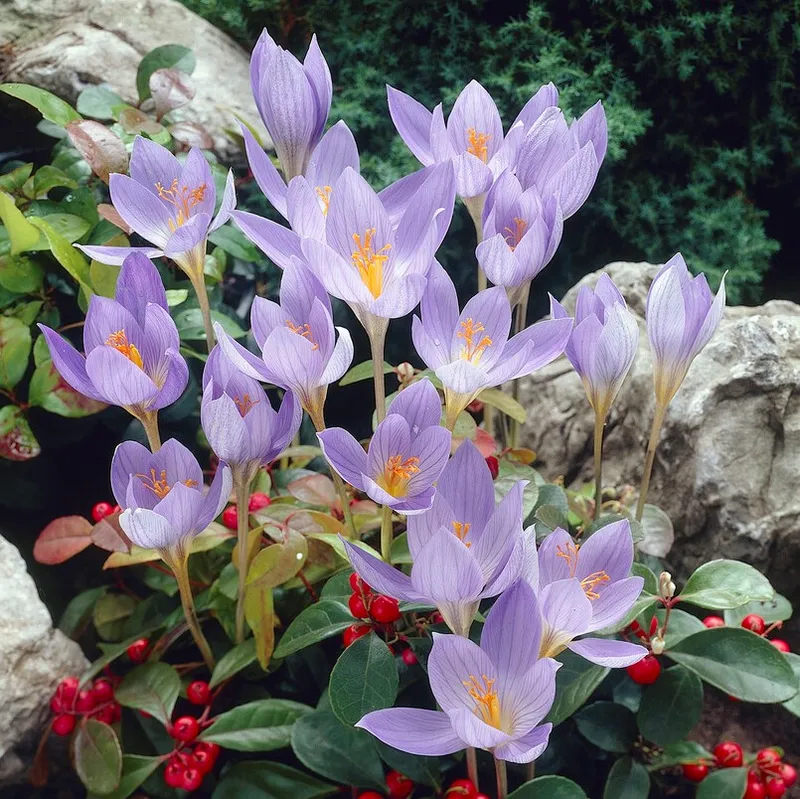 Höstkrokus 15st - Crocus speciosus Conqueror