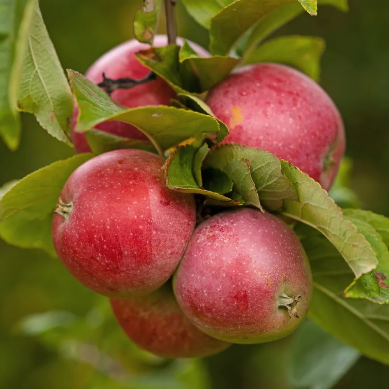 Höstäpple Låg Stam - Malus domestica Amorosa E (Röd Aroma, Fagravoll) (Storlek: stam B9 2 års co)