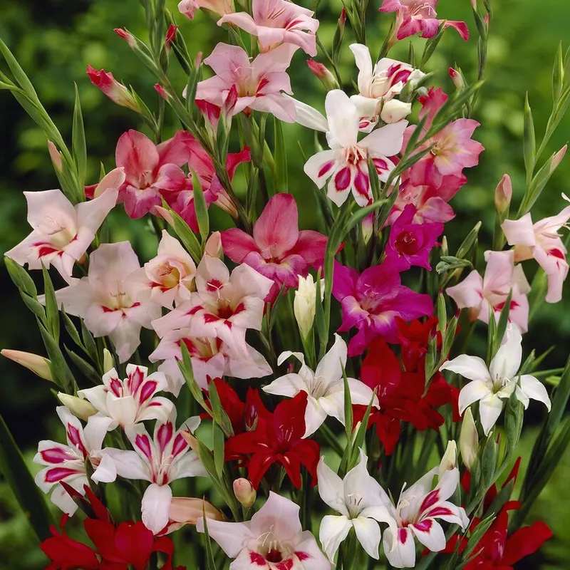 Gladiol Småblommig Blandade Färger 10st – Gladiolus
