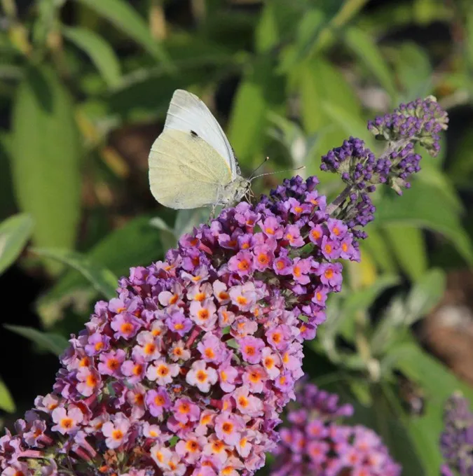 Weyerbuddleja - Buddleja x weyeriana Bicolor (Flower Power ®) (Storlek: busk co)