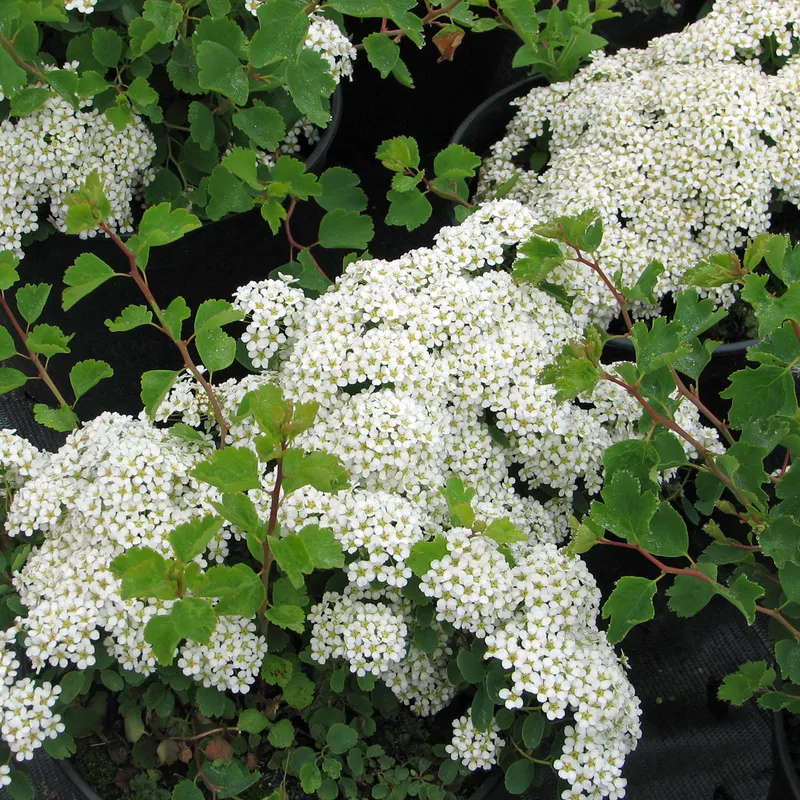 Sibirisk Spirea – Spiraea trilobata (triloba) (Storlek: 30-40 C2)
