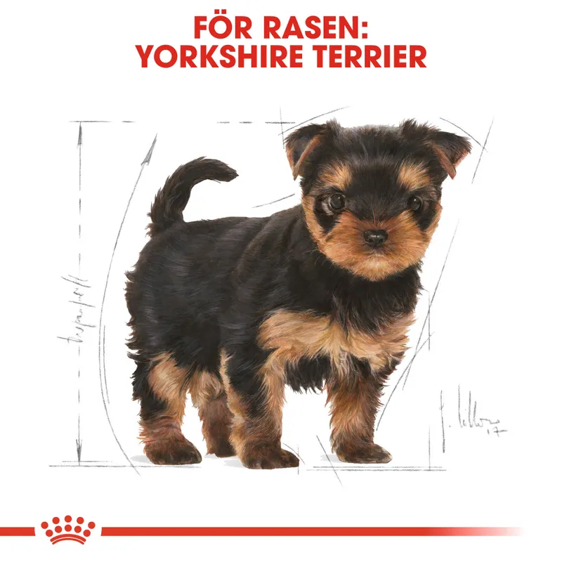 Yorkshire Terrier Puppy Torrfoder för hundvalp - 1,5 kg