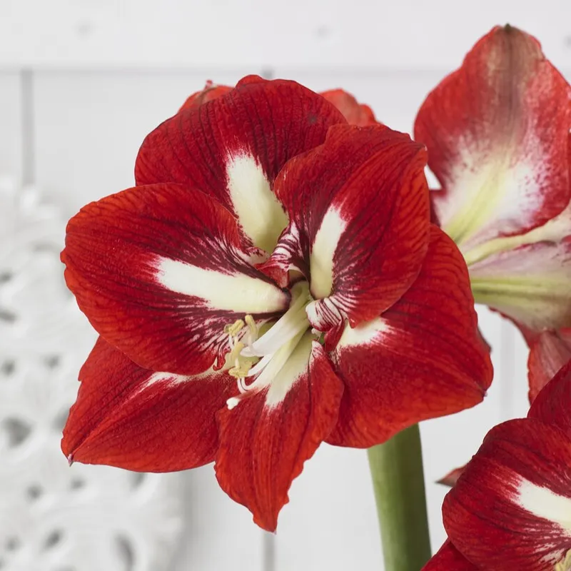 Amaryllis - Hippeastrum Barbados ®