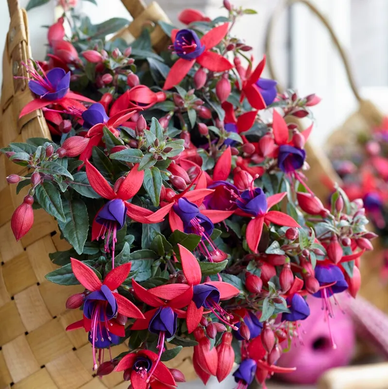 Hängfuchsia, Stickling 3-pack – Fuchsia Bella Sacha