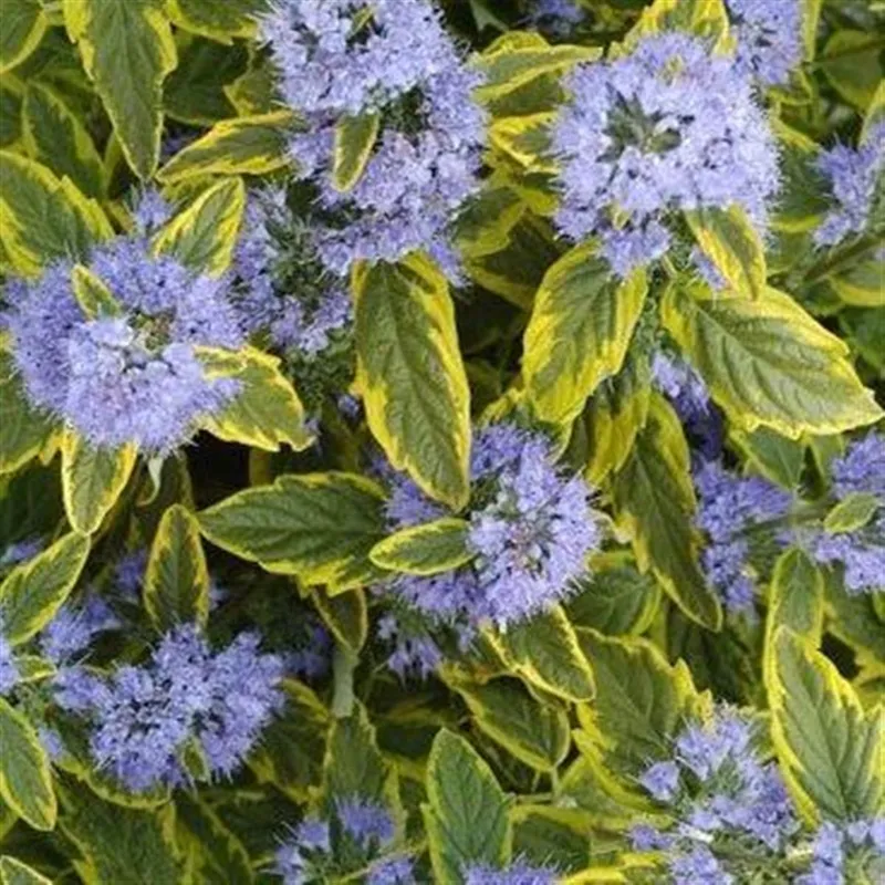 Skäggbuske – Caryopteris x clandonensis Summer Sorbet ® (Storlek: busk C5)