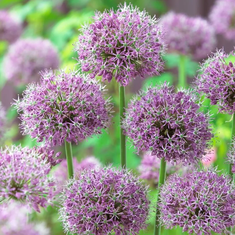 Skägglök 2st - Allium stipitatum
