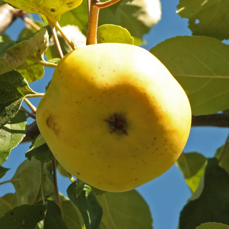 Höstäpple - Malus domestica Risäter (Storlek: stam A2 2 års co)