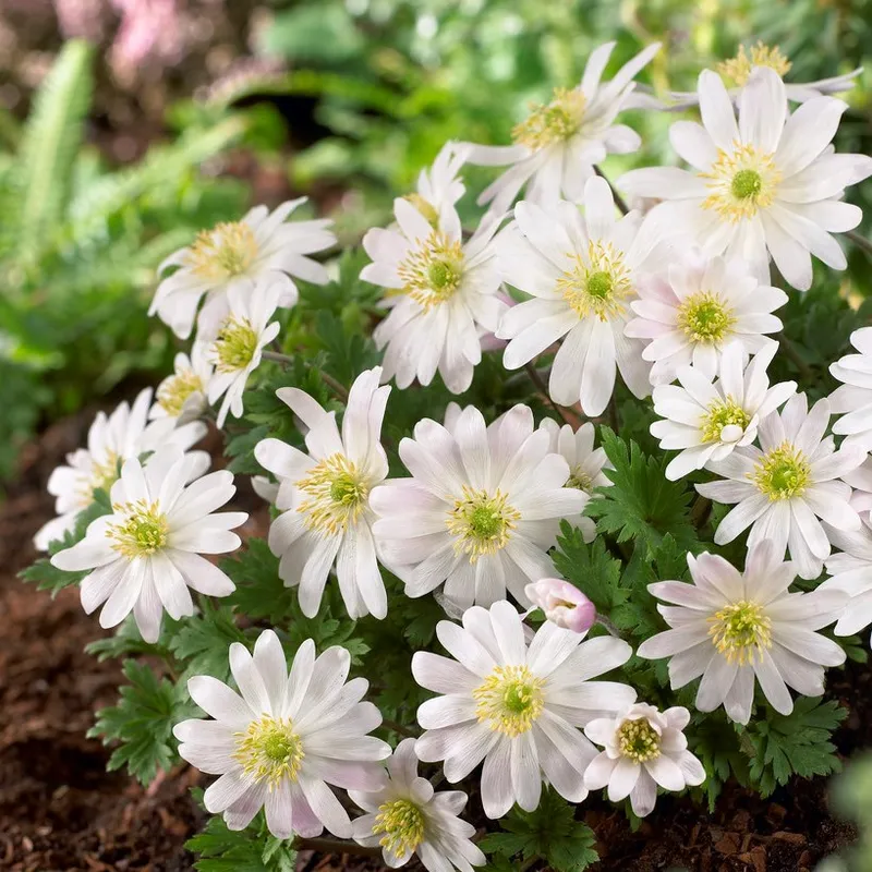 Balkansippa Anemone blanda White Splendour 15st