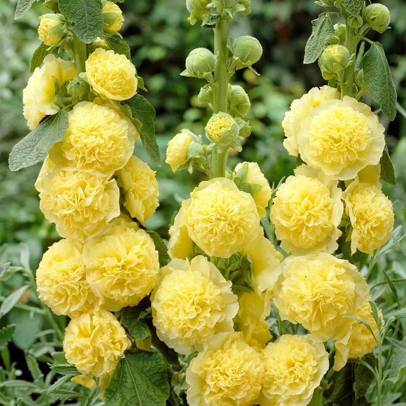 Stockros Gul 1st – Alcea rugosa