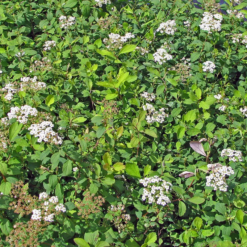 Krypspirea - Spiraea decumbens (Storlek: busk C3,5)