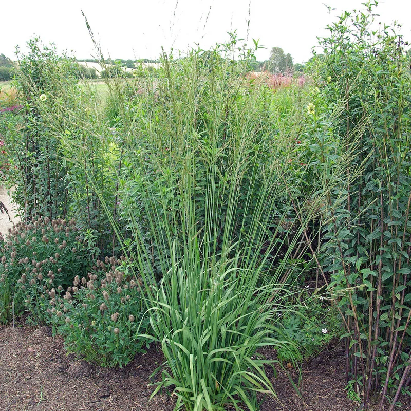 Jättetåtel - Molinia arundinacea Skyracer (Krukstorlek: 0,5-1L)