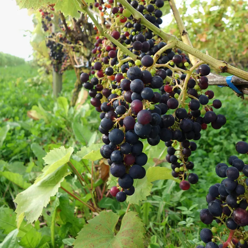 Vindruva - Vitis hybrid Rondo (Storlek: C2)