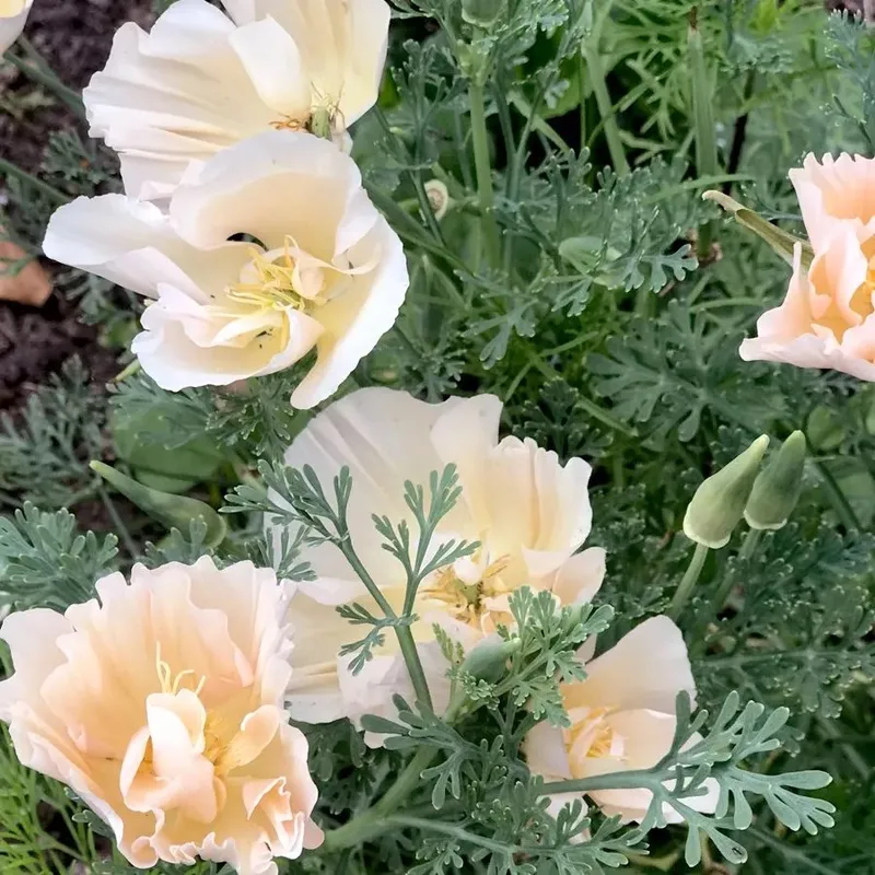 Sömntuta, Thai Silk Pink Champagne – Eschscholzia californica Thai Silk Pink Champagne
