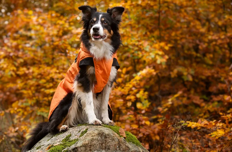 Dogman Dog Winter Coat Orange 60cm