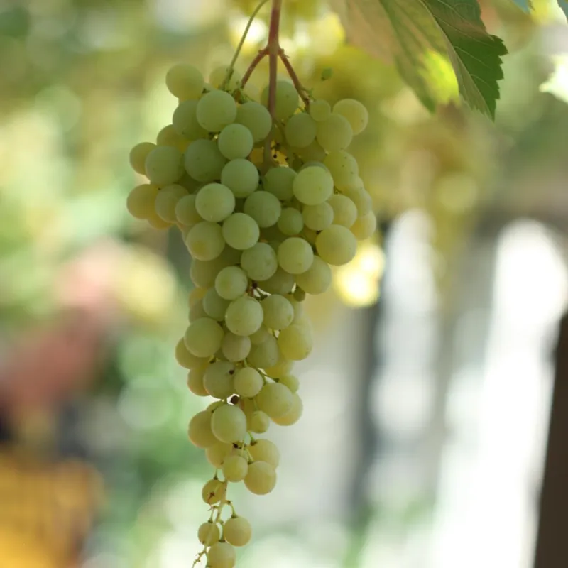 Staketdruva - Vitis labrusca Sukribe (Storlek: C5)
