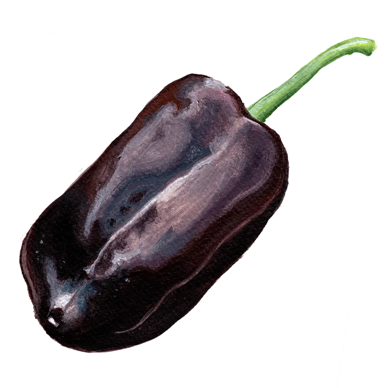 Paprika Sweet Chocolate – Capsicum annuum Sweet Chocolate
