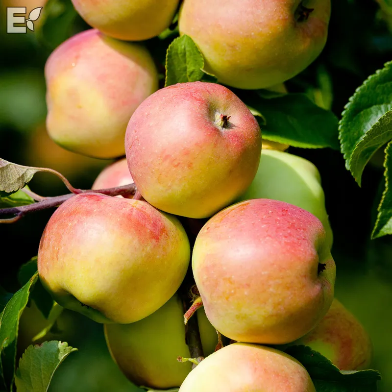 Sommaräpple Låg Stam - Malus domestica Trulsa ® E (Storlek: stam P60 2 års co)