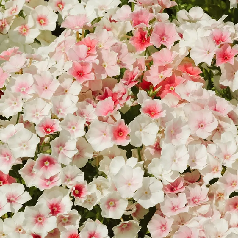 Flox, Sommar-, Blushing Bride - Phlox drummondii Blushing Bride