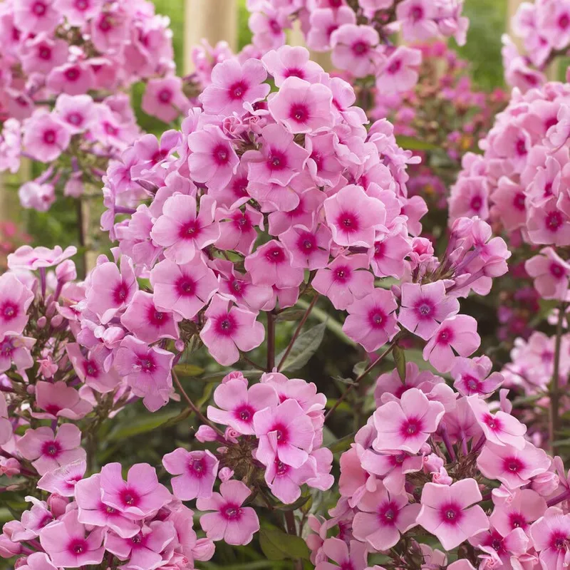 Phlox paniculata Rosa, Höstflox, 1st - Phlox paniculata