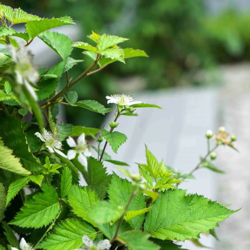 Björnbär/Krukbjörnbär – Rubus fruticosus Lucky Berry ® (Storlek: C4,6)