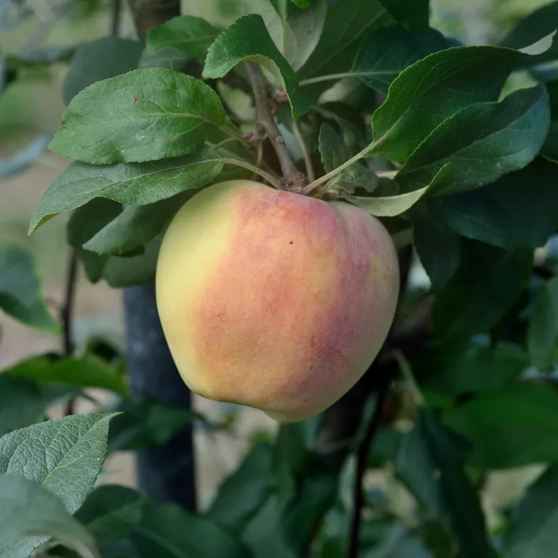Sommaräpple Låg Stam Norrbottens Landskapsäpple - Malus domestica Silva E (Storlek: stam P60 2 års co)
