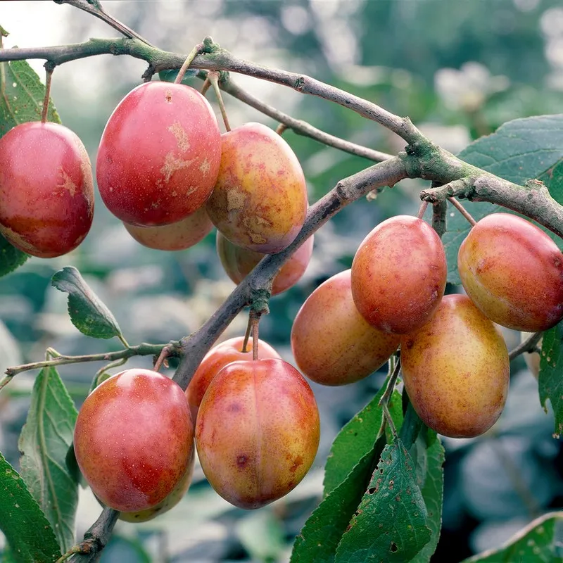 Plommon – Prunus domestica Victoria E (Storlek: stam P. cer 4 års co)